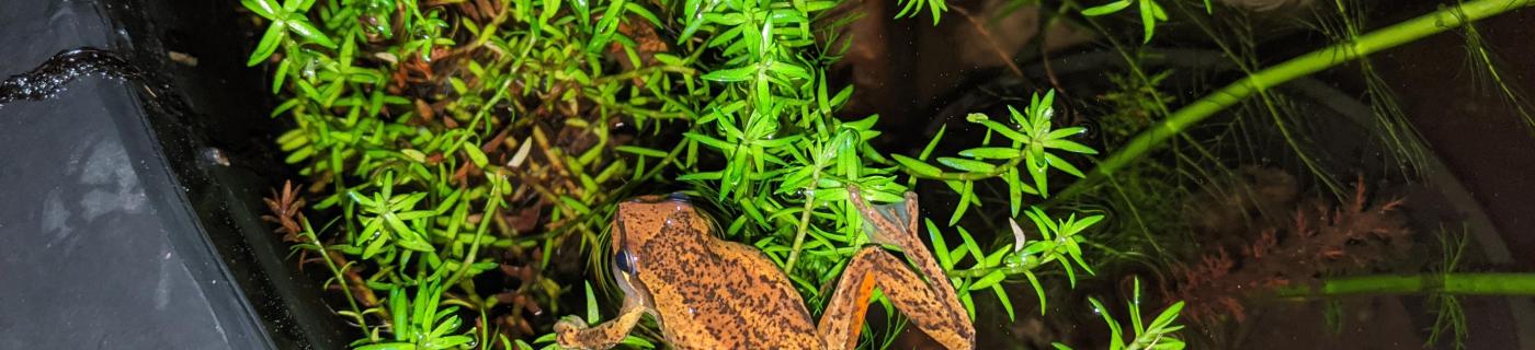 frog on plant
